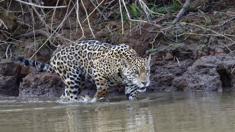 Kein gutes Spielzeug für Wildtiere: Foto mit Jaguar und Plastikflasche entrüstet Umweltschützer