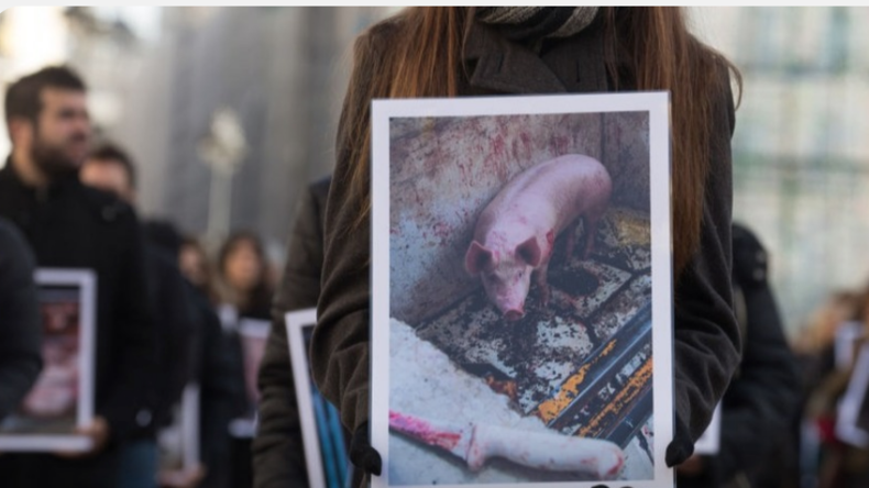 Proteste gegen "Todeslabor" in Hamburg nach Tierquälerei (Video)