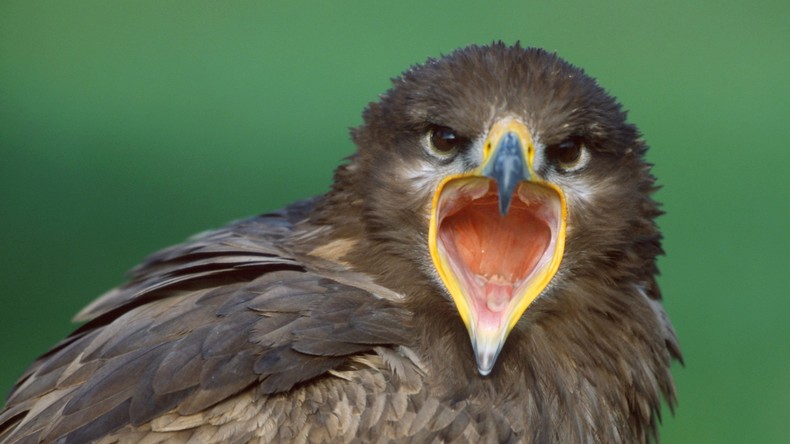 Teure Überwachung: Steppenadler simst russische Ornithologen beinahe pleite