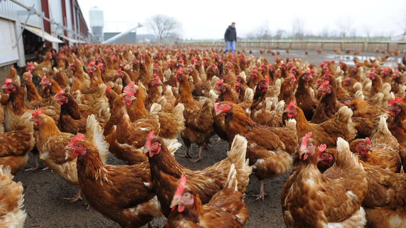 Kleingedrucktes mit großen Folgen: Neuseeländer kauft irrtümlich 1.000 Hühner für knapp einen Euro