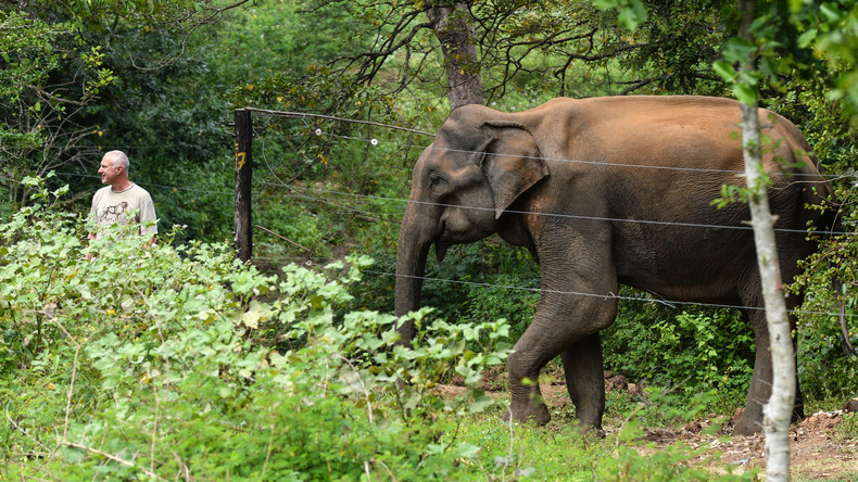 Wo ein Verstand ist, ist auch ein Weg: Elefant kippt Elektrozaun um und läuft ungestört weiter