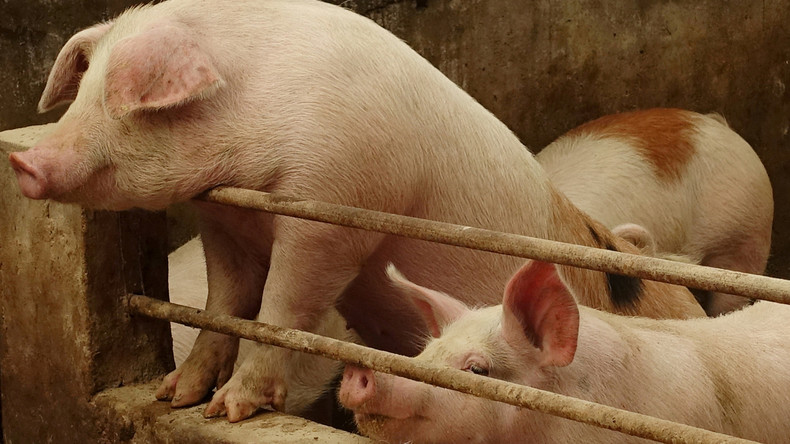 Schweinepest: China will entstandene Engpässe durch Import von russischem Schweinefleisch decken