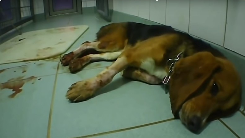 Nach grauenvollen Misshandlungen und Betrug bei Tierversuchen: Ein Labor muss schließen
