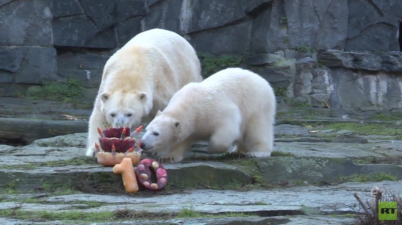 Frostiger Geburtstag: Eistorte für die Eisbären in Berlin (Video)