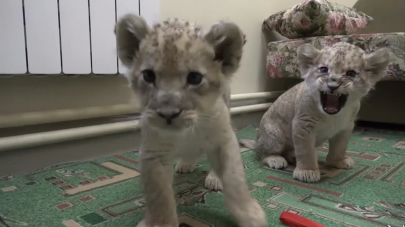 Erstmalige Geburt zweier Löwenjungen im Zoo von Wladiwostok