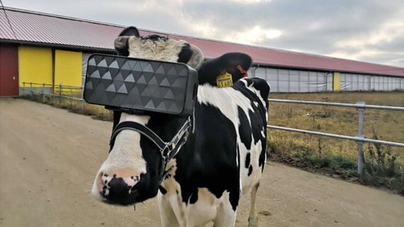 Virtuelle Wiese für besseren Milchertrag: Milchfarm bei Moskau testet VR-Brille für Kühe