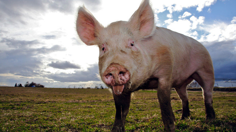 Schweinische Berichterstattung: Sau belästigt Reporter in Live-Sendung