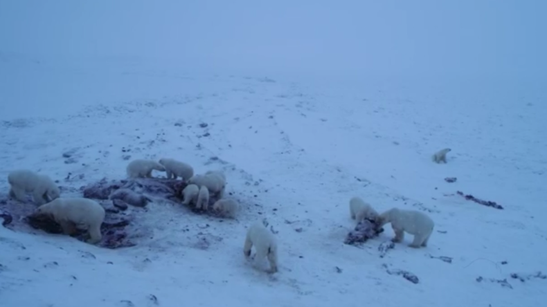 Eisbären-Invasion: Dutzende Polarbären belagern russisches Dorf