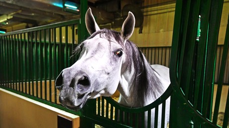 Folter mal anders: Mann quält Nachbarn nachts mit Pferdegewieher – Gefängnisstrafe möglich