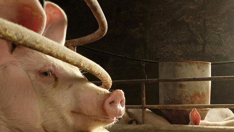 Arme Sau: Vergnügungspark in China lässt Schwein an Bungee-Seil von Turm stürzen