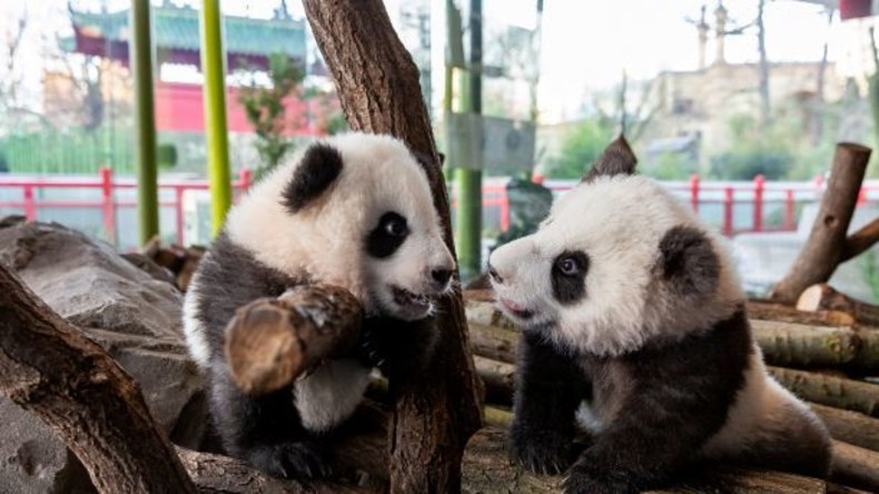 Wahre Geschwisterliebe: Panda-Zwillinge sollen Herzen der Berliner erobern (Video)