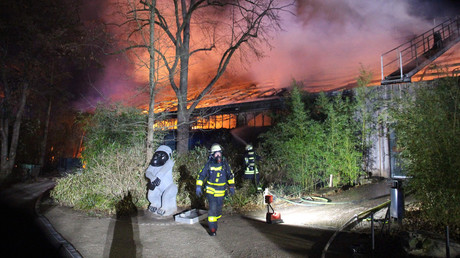 Brand im Krefelder Zoo: Nur zwei überlebende Tiere im Affenhaus