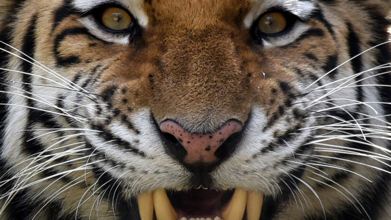 RT-Doku: Dem geheimnisvollen Amur-Tiger auf der Spur