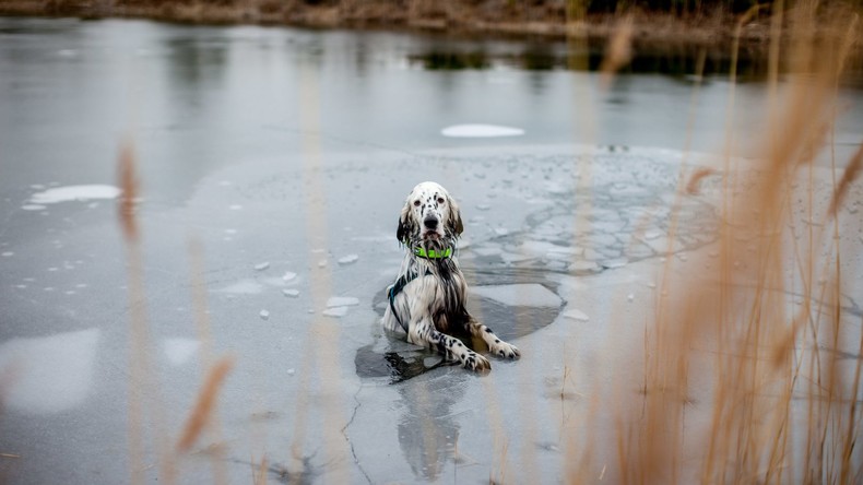 Betreten auf eigene und fremde Gefahr: Frauchen rettet verspielten Hund aus eiskaltem Wasser