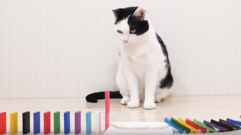 Katzen-Video: Dominoeffekt für eine Handvoll Futter fasziniert – auch Millionen Zuschauer