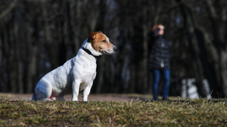 Um Quarantäne zu entgehen: Russische Hundebesitzer vermieten ihre Haustiere