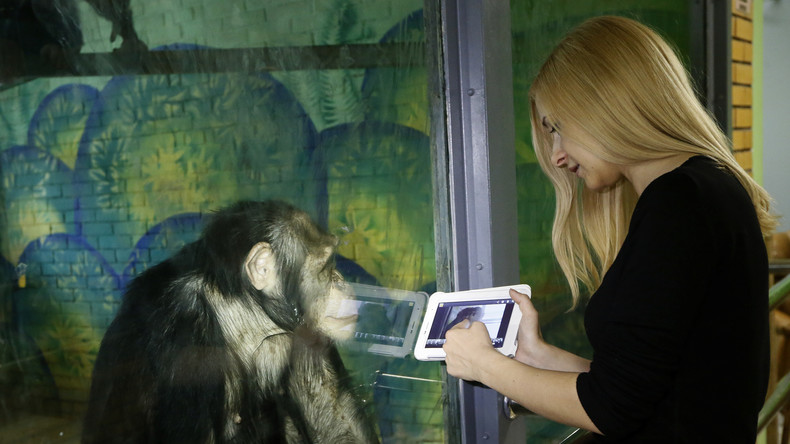 Langeweile ohne Zoo-Besucher: Tierpfleger zeigen Schimpansen Zeichentrickfilme