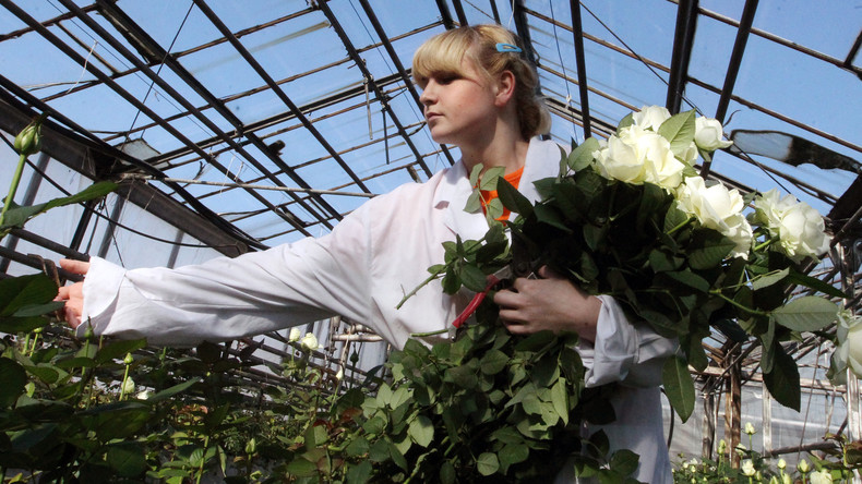 Russische Blumenzüchter bitten um Staatshilfe: Corona-Krise rafft Millionen von Schnittrosen hinweg