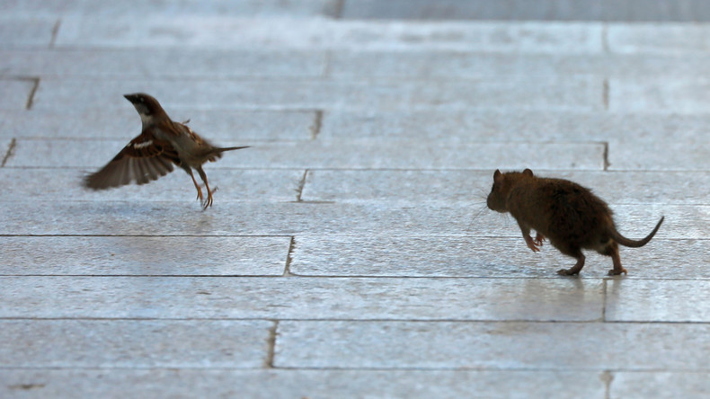 Corona-bedingter Nahrungswegfall: Hungernde Ratten liefern sich Verteilungsschlachten in den Straßen