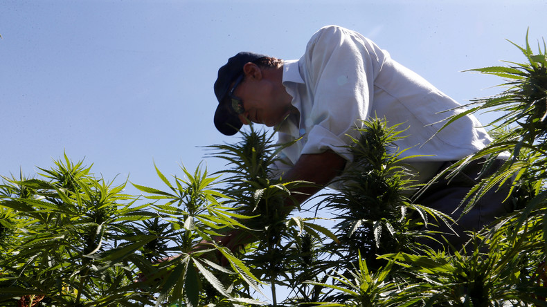 Als erstes arabisches Land: Libanon legalisiert Anbau von Cannabis für medizinische Zwecke