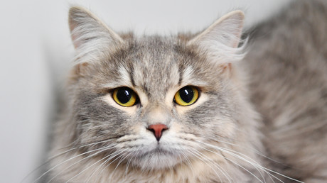Wladimir Putins Geschenk muss unter Quarantäne: Kater Mir darf sein Haus in Japan nicht verlassen
