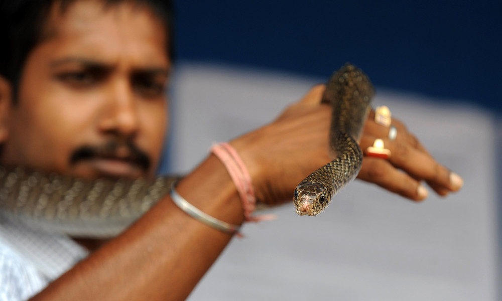 Indien: Mann tötet schlafende Ehefrau mit Giftschlange