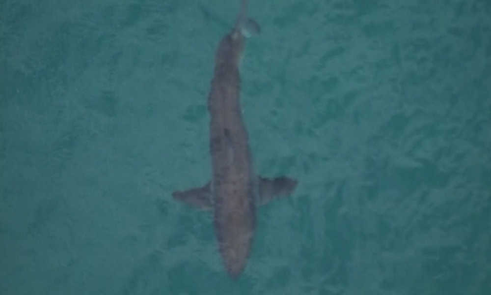 Australien: Drei Meter langer Hai tötet Surfer