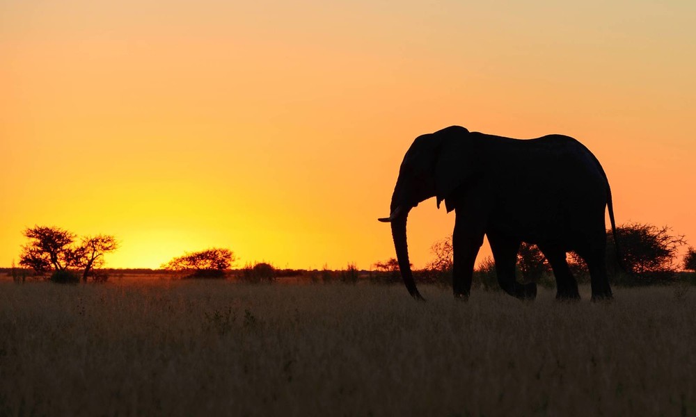 Mysteriöses Elefantensterben in Botswana