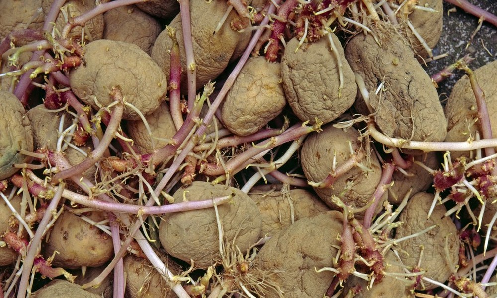 Das geheime Leben der Kartoffeln in Zeiten von Corona-Lockdown