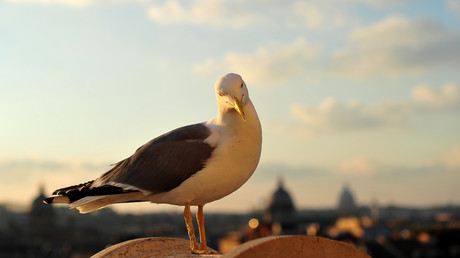 Möwe verschlingt Ratte – Twitter-Nutzer loben Vogel für Straßenreinigung