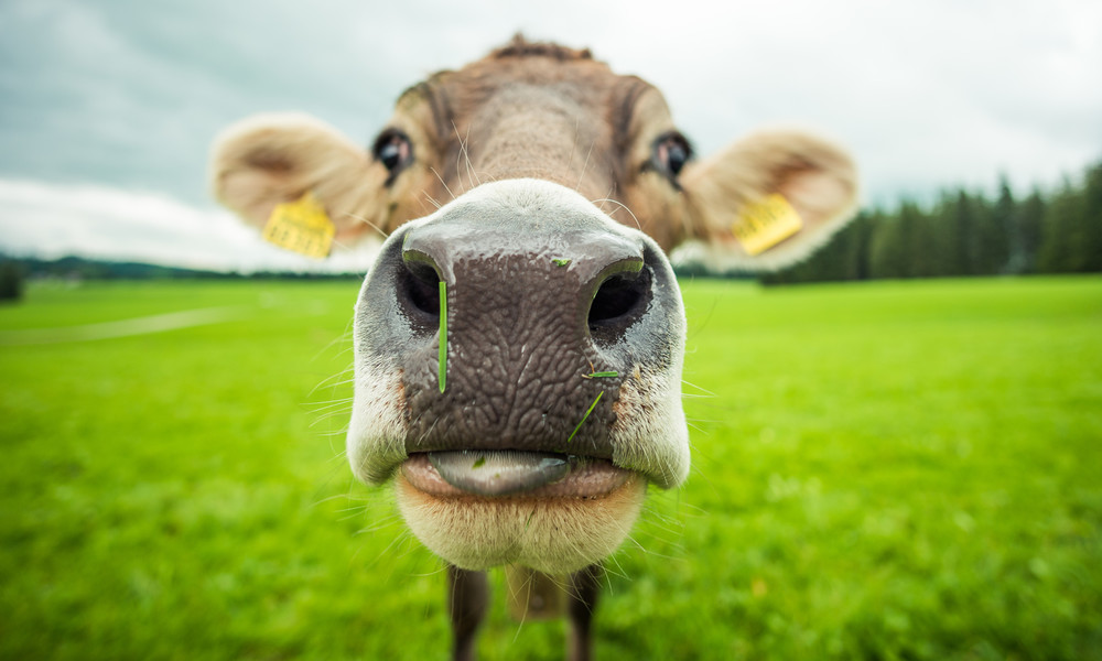 Kühe erschrecken als Trend: TikTok löscht umstrittene "Kulikitaka-Challenge"-Videos