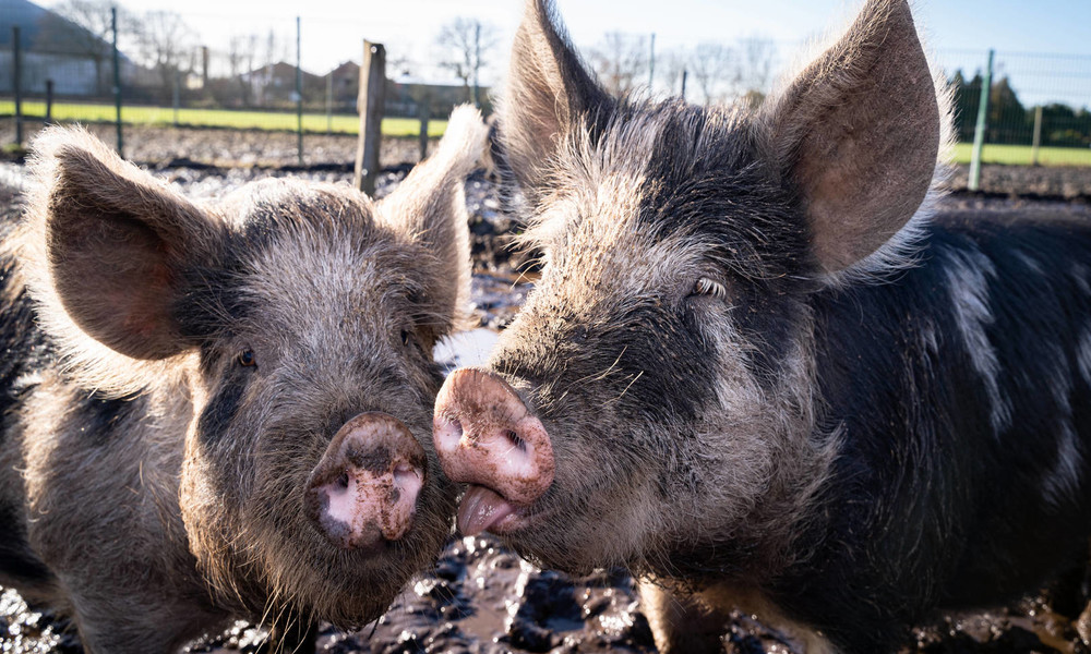 "Haben nur auf Profit geguckt" – Prignitzer Landwirt setzt neue Maßstäbe für Schweinehaltung (Video)