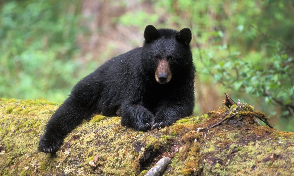 Bitte lächeln: Bär belästigt Touristen in Naturpark – Besucherin macht Selfie