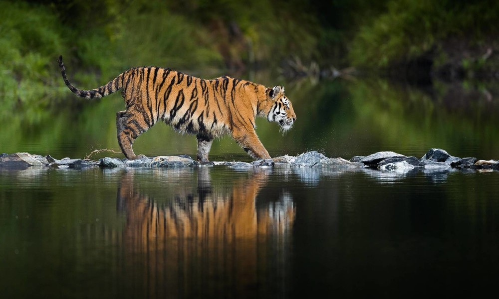 In Russland und China: Frei lebende Tigerpopulationen konnten sich erholen