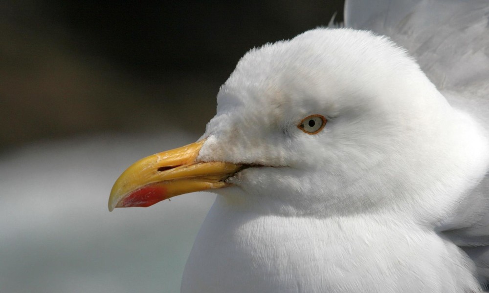 Möwe mit Pfeil im Leib überrascht seit gut zwei Monaten Einwohner englischer Küstenstadt