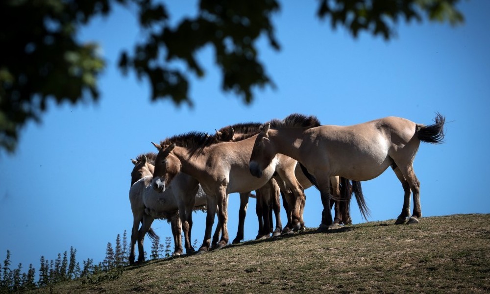 Mysteriöse Massaker an Pferden in Frankreich (Fotos)