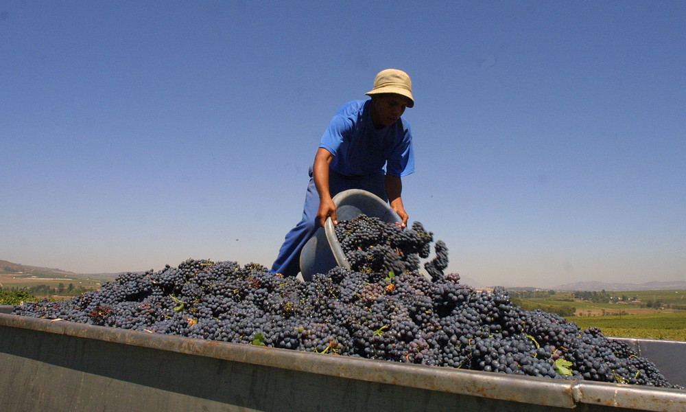 Wie deutsche Supermärkte Weinbauern in Südafrika ausbeuten