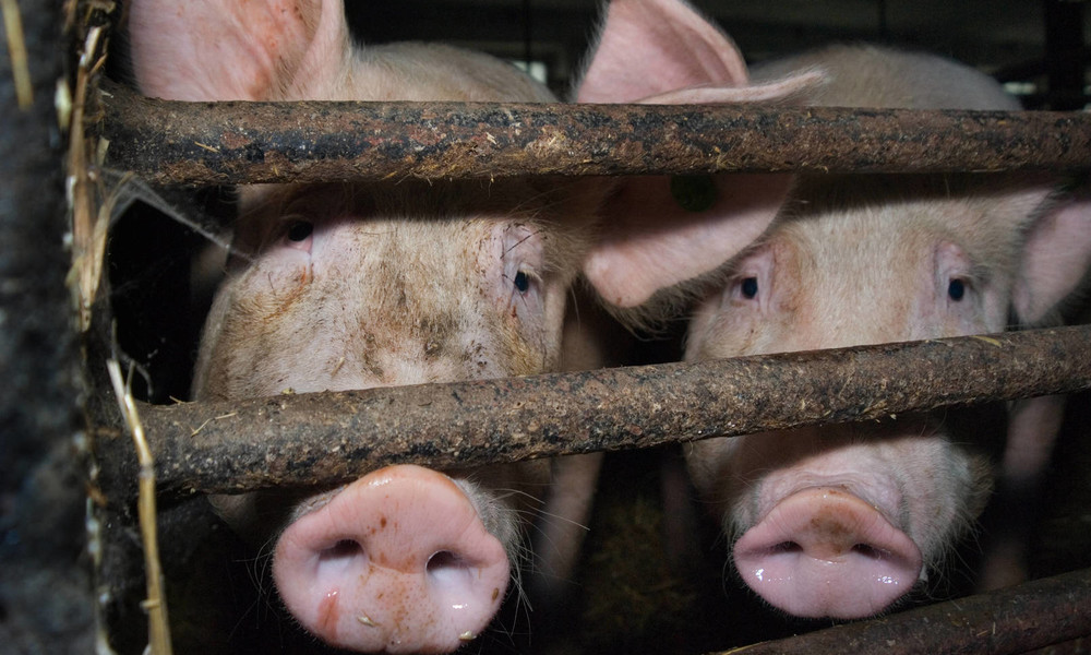 Erster Fall von Afrikanischer Schweinepest in Deutschland bestätigt