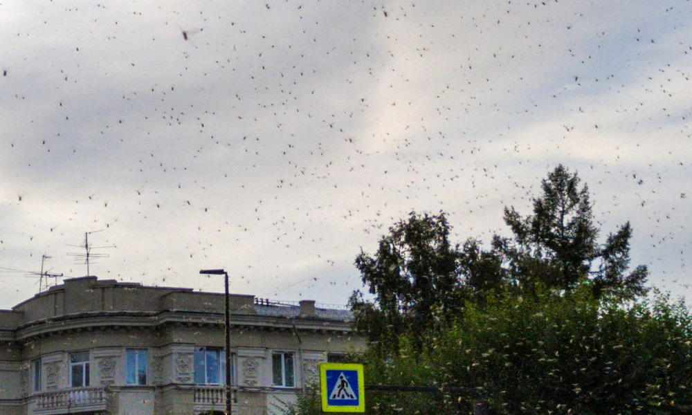 Schwärme von Blattläusen und Marienkäfern attackieren sibirische Stadt (Videos)