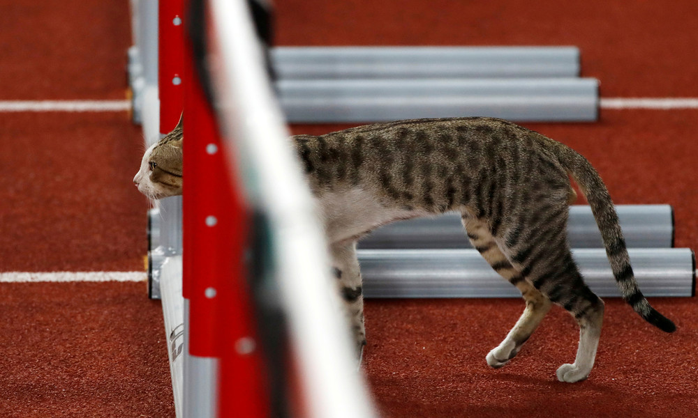 Schärfste Konkurrenz: Katze nimmt an 100-Meter-Lauf in Istanbul teil