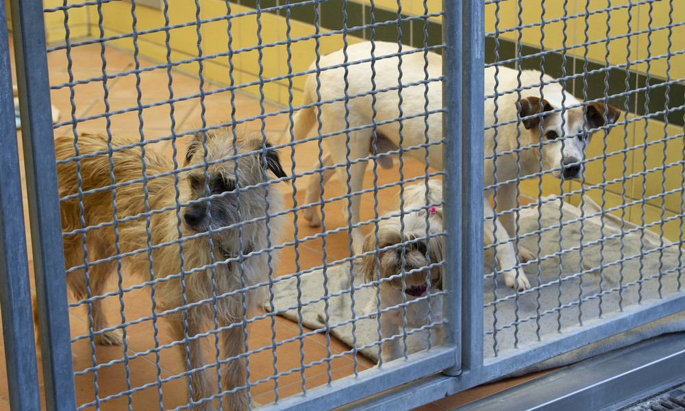 Einbruchserie in Tierheimen deutschlandweit: Belohnung ausgesetzt