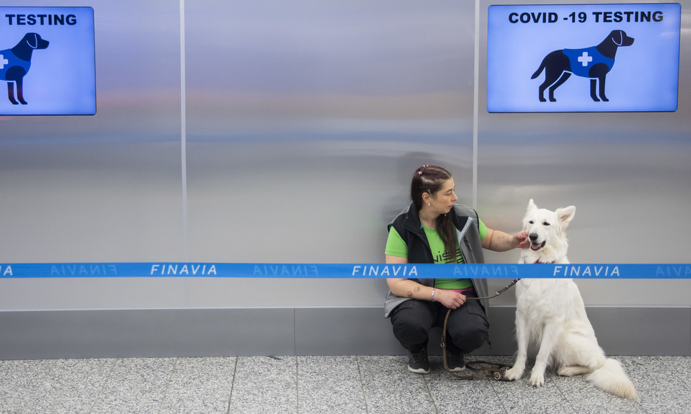 Spürhunde identifizieren am Flughafen von Helsinki Corona-Infizierte