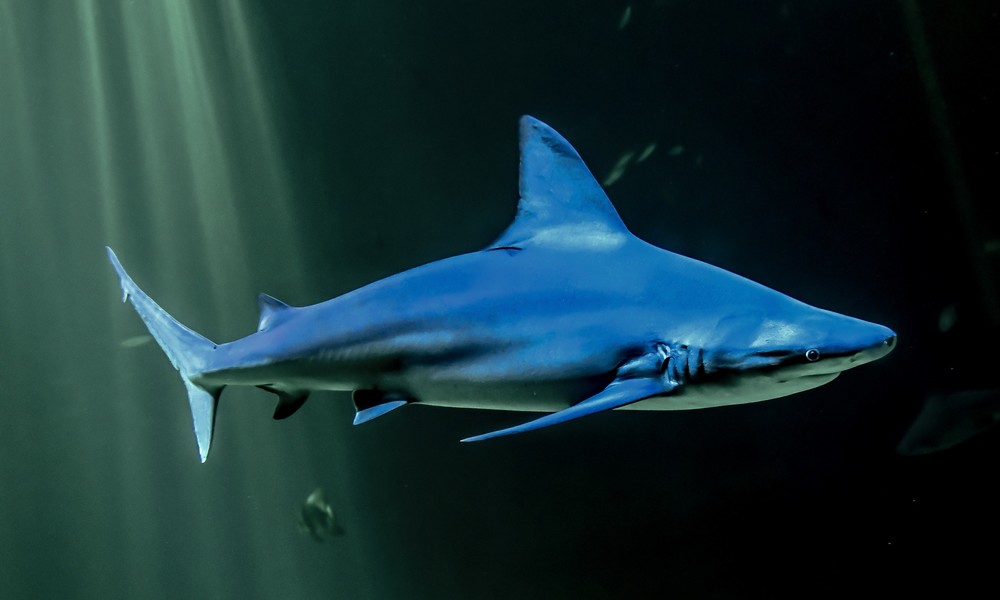 Tierschützer warnen: Bis zu 500.000 Haie durch Produktion von Corona-Vakzin von Schlachtung bedroht