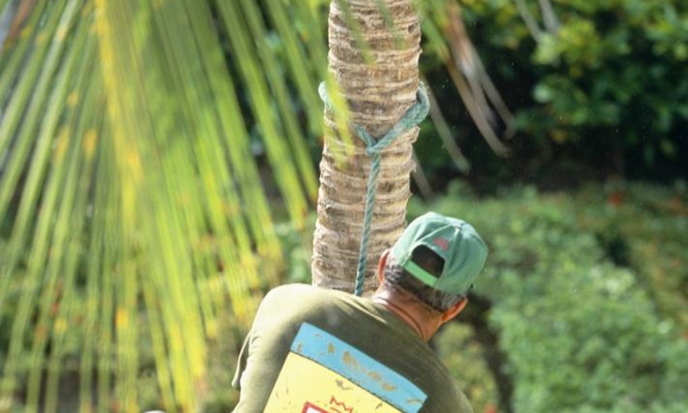 Die Palme schnellt zurück: Mann sägt Palmenkrone ab und wird beinahe vom Stamm katapultiert