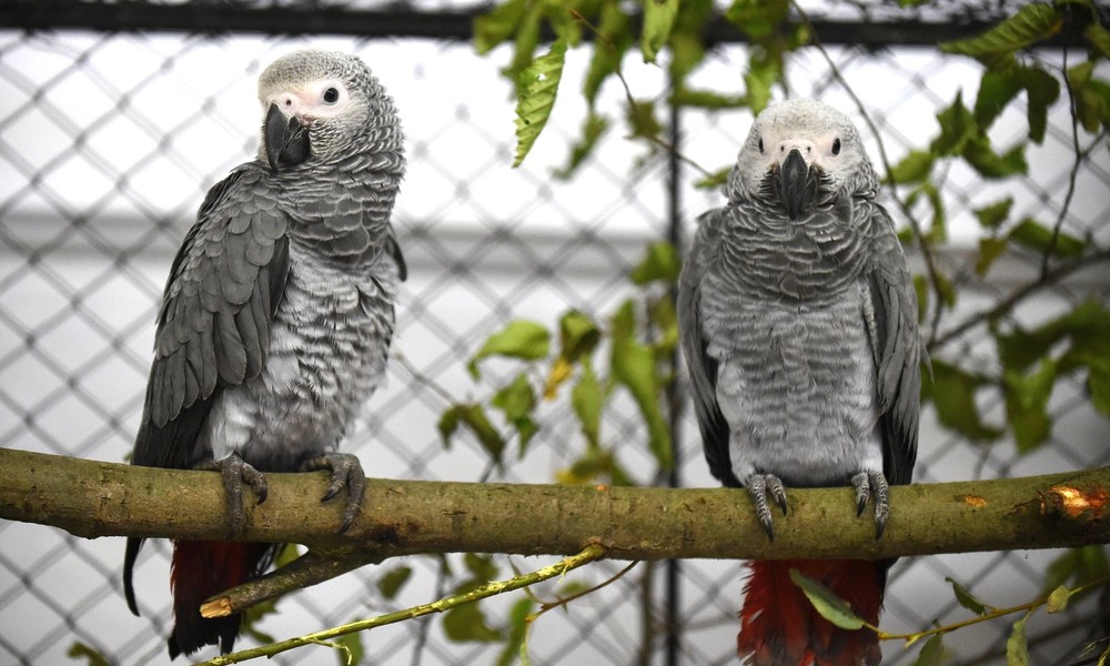 Wildpark entfernt Papageien wegen Beschimpfung von Besuchern