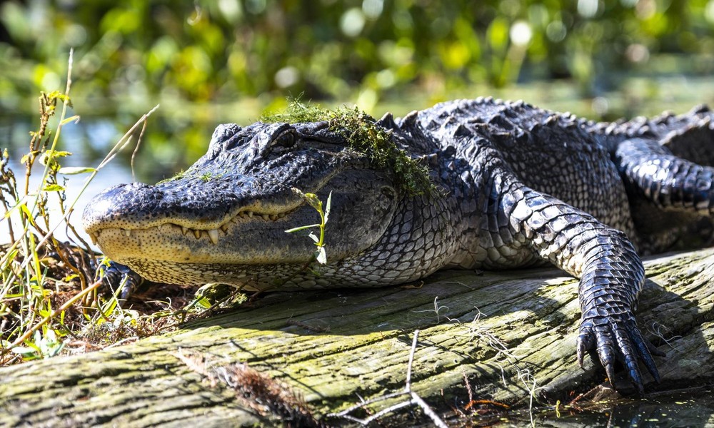 Russland: Fischer stößt auf Krokodil und wird beim Aufschlitzen des Reptils von Inspekteuren ertappt