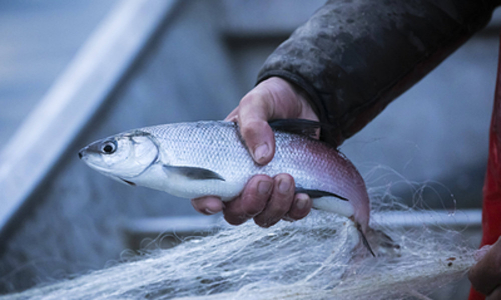 Brexit-Streit um Fischgründe: Brüssel will britische Fischer unter EU-Regeln zwingen