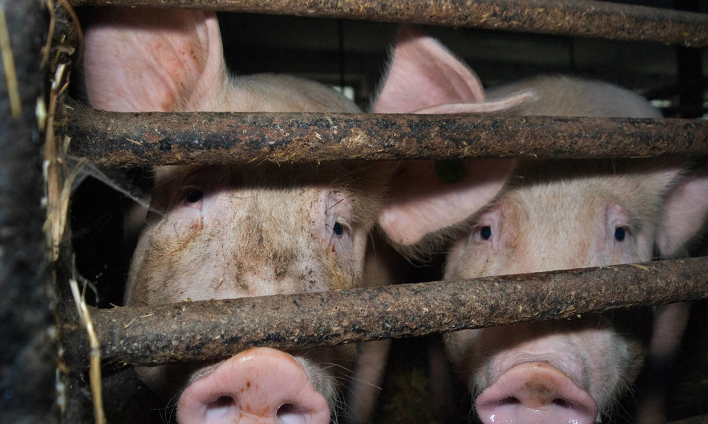 Deutscher Bauernverband: Größte Krise für die Schweinehaltung seit Jahrzehnten