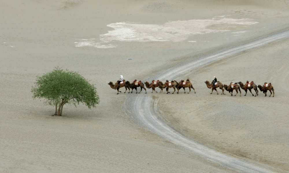 Neue Studie überrascht: In der Sahelzone und der Sahara wachsen Milliarden Bäume
