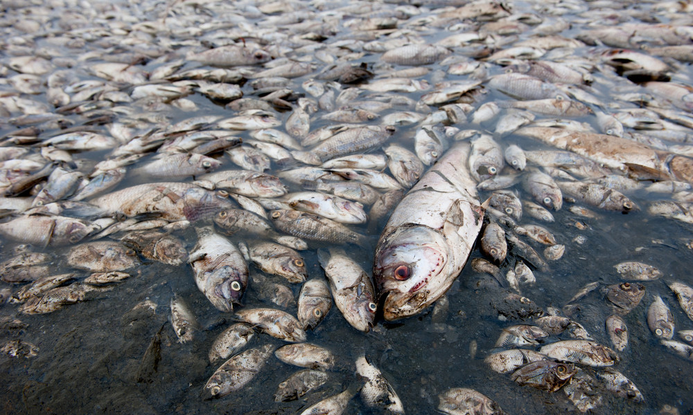 Rätselhaftes Fischsterben im Süden Russlands: Staatsanwaltschaft ermittelt